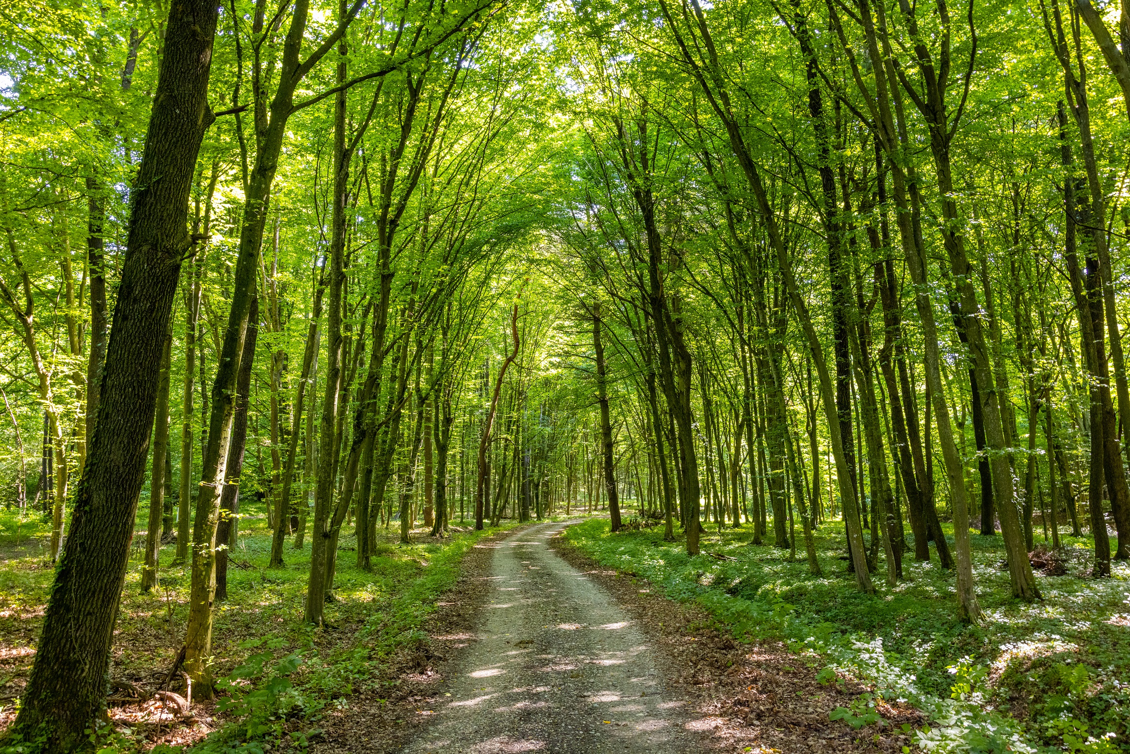 Pohod po Murski šumi